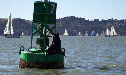 Buoy