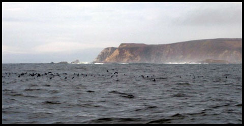 Bodega Head
