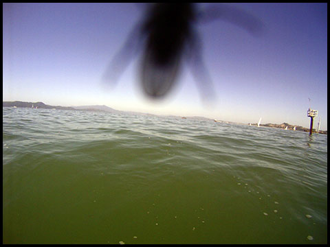 Fly