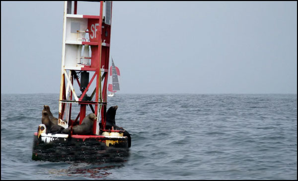 Buoy