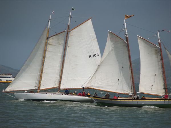 Tiger-Yankee-2732