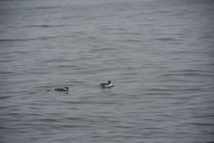 CAW_0039
