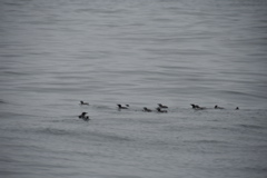 CAW_0041